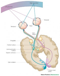 A schematic of the human visual system